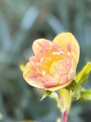 斑入り小輪オーレアピンクグラデーションエッジヌケ【Hi112】