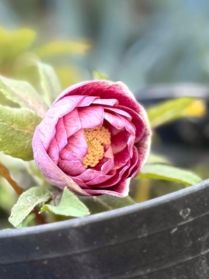 広瀬園芸さんのクリスマスローズ | グリーンホビー