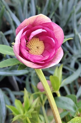 カップ咲きツートンカラーピンク【Hi113】