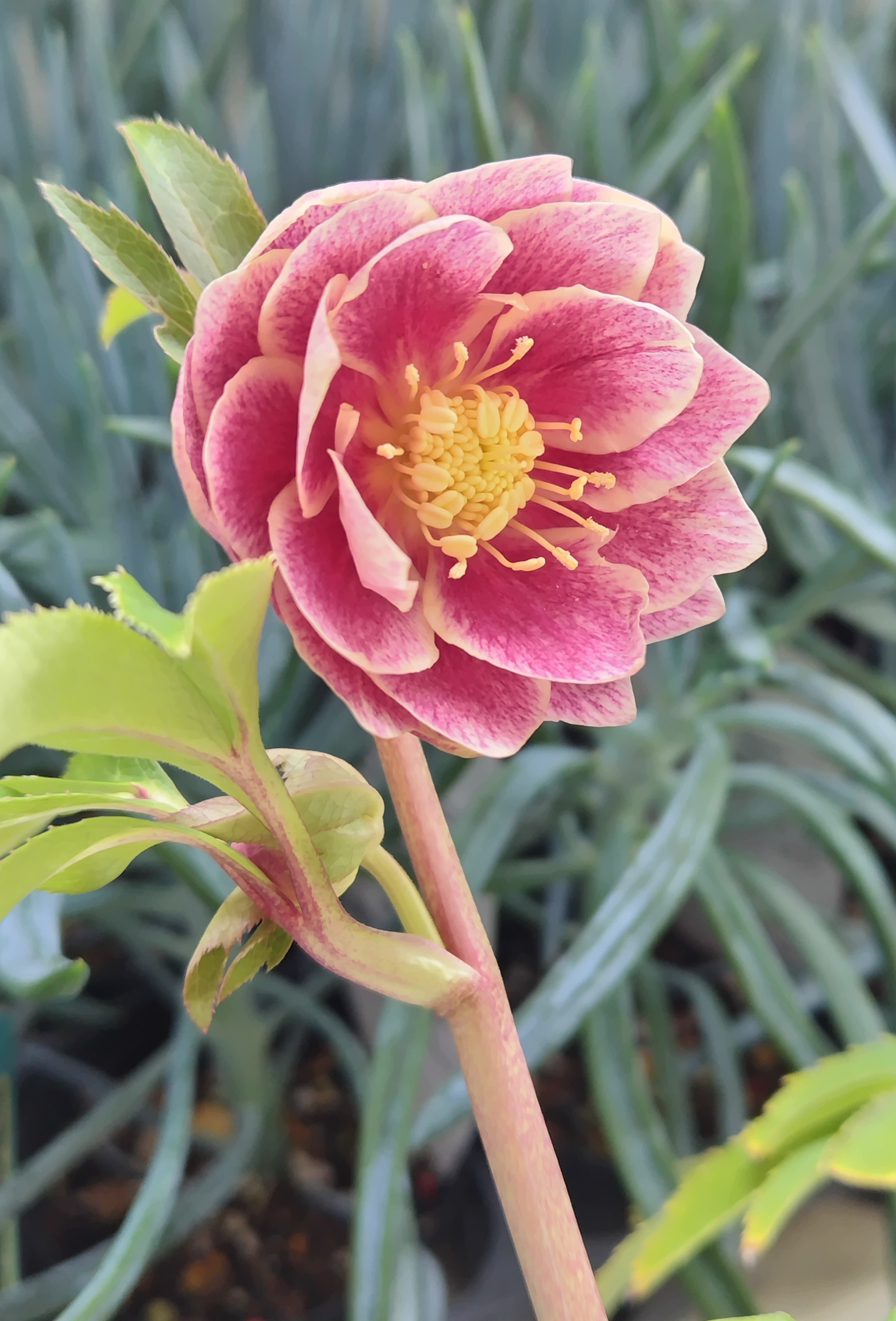 公認ソレイユdd【Hi116】 | グリーンホビー