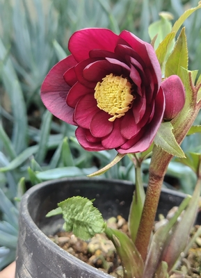 ベタレッドddアンティーク系【Hi121】