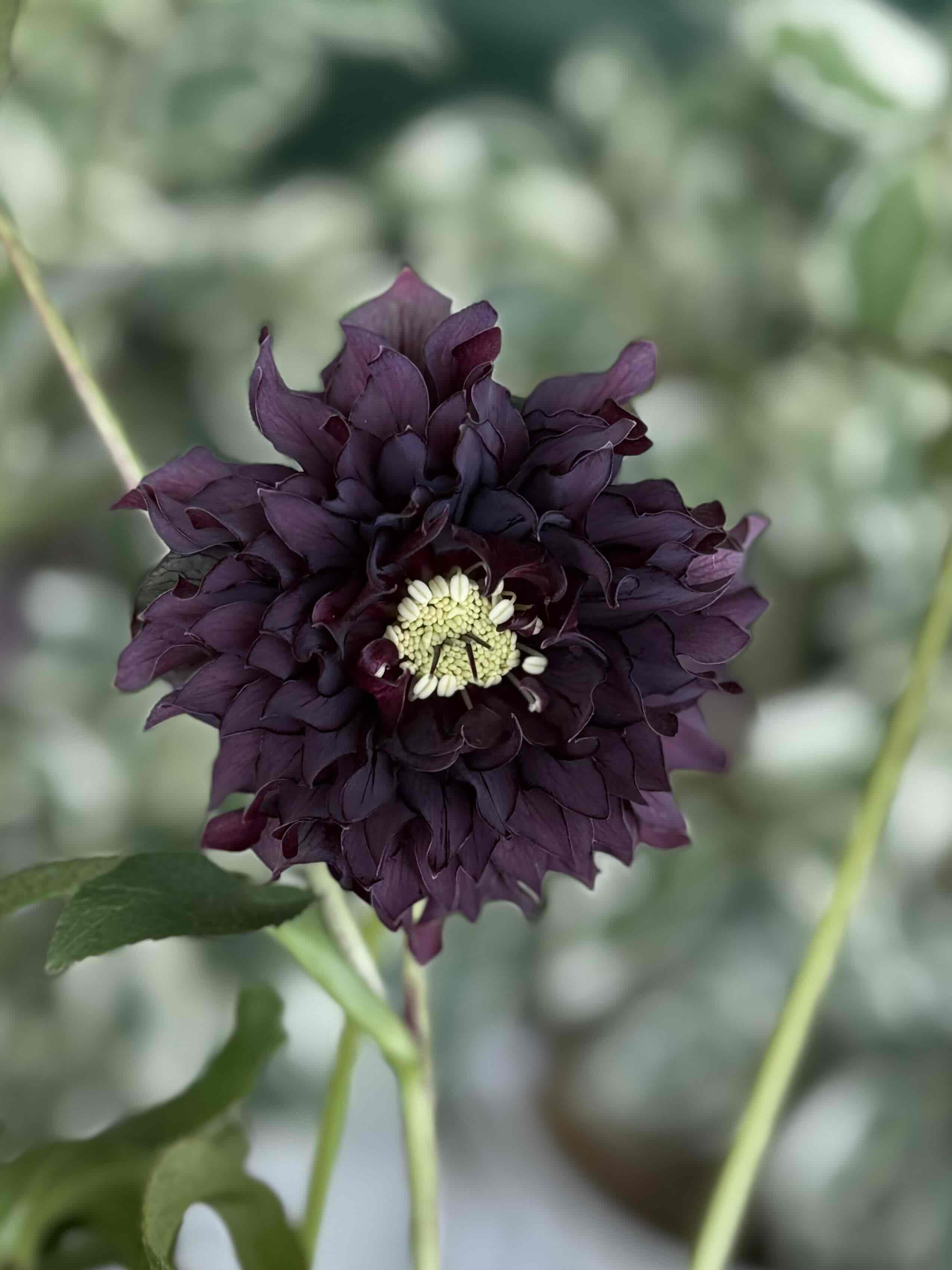 ダーククレオパトラ【Hi124】 | グリーンホビー