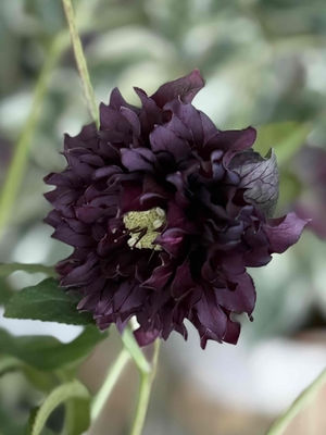 の*ん様 3438☘️花、自筆タグ付☘️⭐️ダーククレオパトラ⭐️超多弁⭐️中輪 ダーククレオパトラ【Hi124】 | グリーンホビー