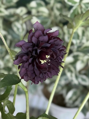 ダーククレオパトラ【Hi124】 | グリーンホビー