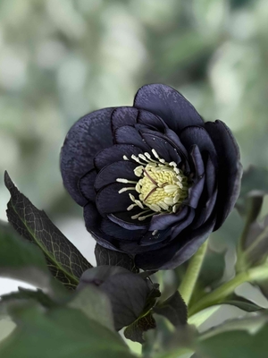 漆黒ブラックddブラックベイン【Hi126】