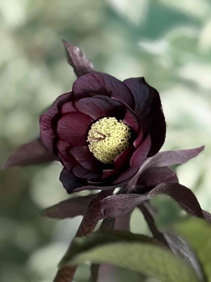 ベタダークレットdd【Hi127】