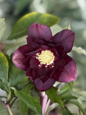 多弁系ベタダークレッドオーレアdd【Hi129】