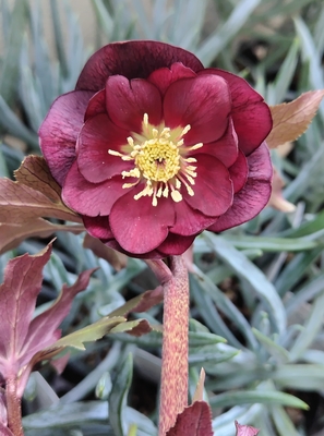 ベタレッドdd【Hi120】