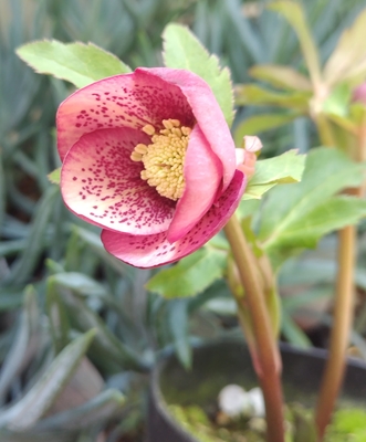 ペールピンクスポット小輪【Hi122】