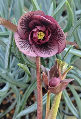 アンティークピンクddブロッチベイン【Hi115】