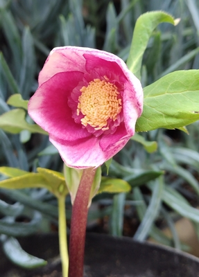 公認　ピンクソレイユsd【Hi119】