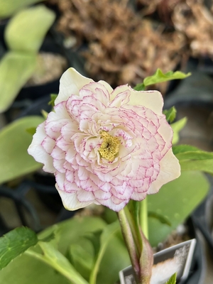 野田の宝　ピュアピンクddエッジレッドグラデーション【No103】