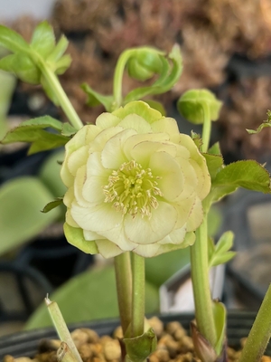 加藤農園さんのクリスマスローズ | グリーンホビー