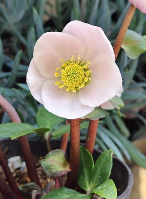 ピンクニゲル【Hi135】