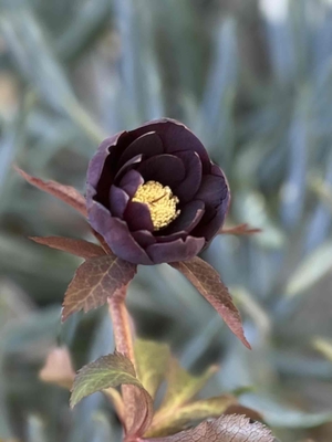 野田の宝　ダークブラック小輪dd【No162】