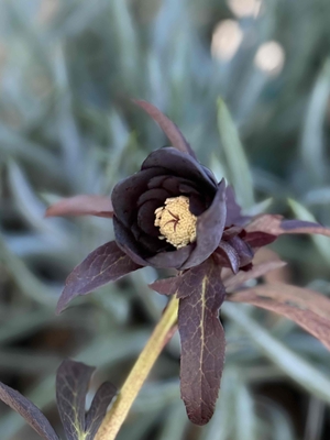 野田の宝　苞葉まで楽しめるブラックdd【No163】