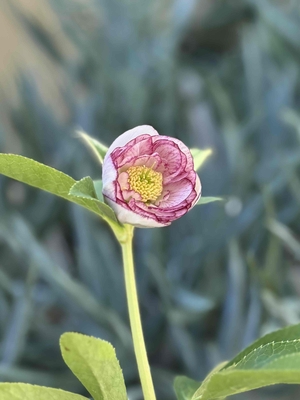 野田の宝　小輪充実したカップ咲きdd【No164】