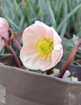 ピンクニゲル【Hi136】