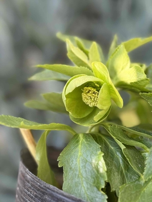 グリーンライムss【Wa71】　