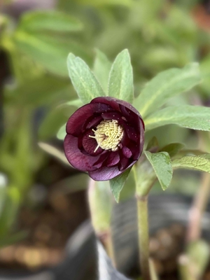 野田の覚醒　小輪系アンティークレッドddゴールド血統【No165】