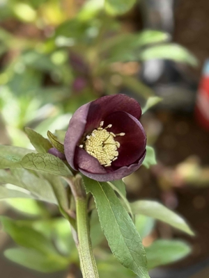 野田の覚醒　小輪系ブラウン（茶系）【No169】