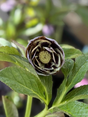 小輪系リバーシブルライム激ブロッチ【No167】