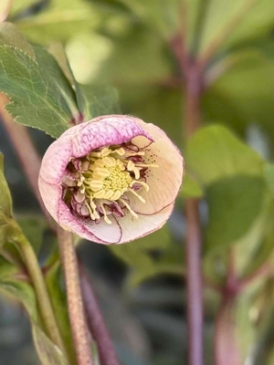 野田の宝　外パステルベインエッジリバーシブルsdレッドベインネクタリー【No161】