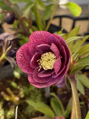 野田の覚醒　レッド＆レッドパウダースポットdd【No170】