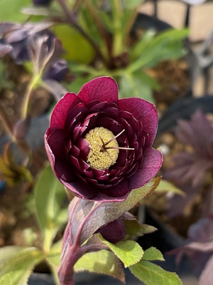 多弁化部ベタレッドdd多弁ゴールド血統【No172】