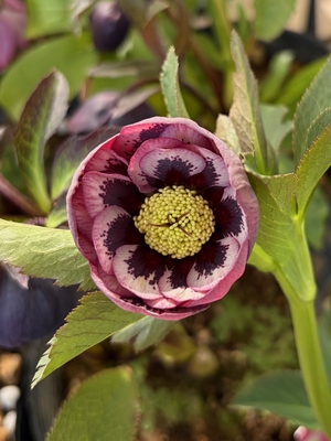 リバーシブルdd激ブロッチ【No175】