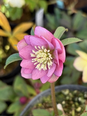 プルプラhybrid【Og108】