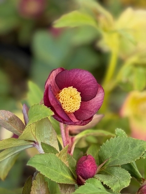 ミスティーク【Og112】