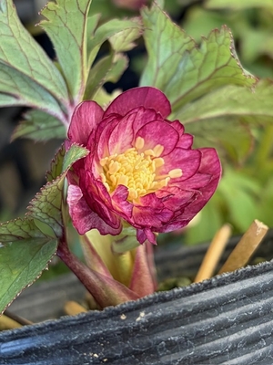 公認　蜃気楼【Og122】