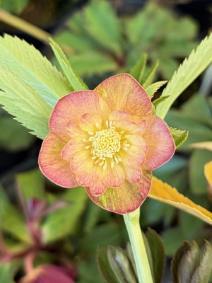 公認　ノスタルジア【Og124】