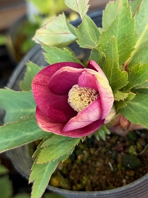 オーレア系リバーシブル【Og125】