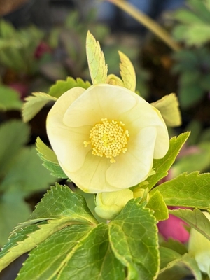 デュメ系オーレア【Og126】