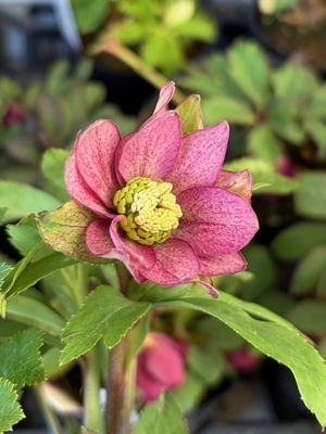 ヒデコート【Og127】直径３㎝