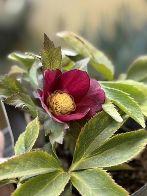 小輪系レッドsdオーレア【Hi109】