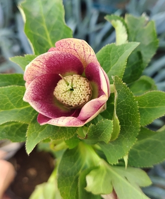 野田の覚醒　リバーシブルレッドスポットベイングラデーションddエッジヌケ　【No139】