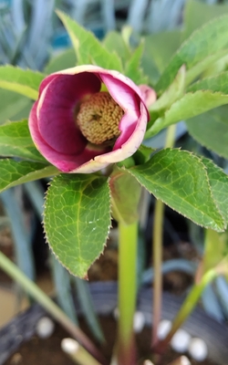 野田の覚醒　　スカーレットレッド底グリーン【No142】