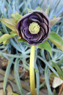 野田の宝　スモーキーグレーddダークブロッチ　【No144】