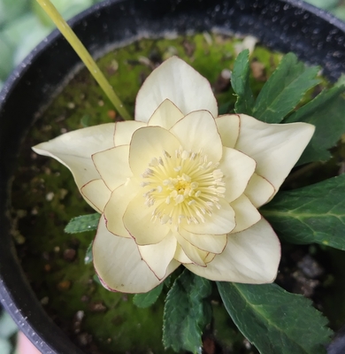 パールホワイトオーレアddブラウンピコティ【Hi137】