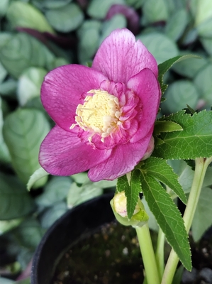 ピンクベイングラデーションオーレアsdエッジヌケ【Hi138】