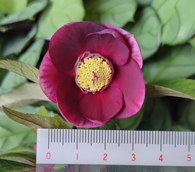 ベタレッドオーレアsdホワイトリップ【Hi139】