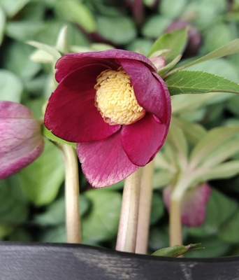 ●８時だよ）小輪系ベタレッドsdオーレア【Hi140】