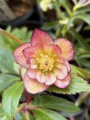 ●８時だよ）ムルチ系オーレア【Og42】