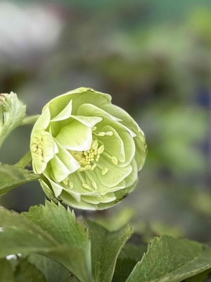 デュメ交配白ヌケ 　【Og77】