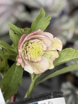 ヒデコートhyb【Og72】