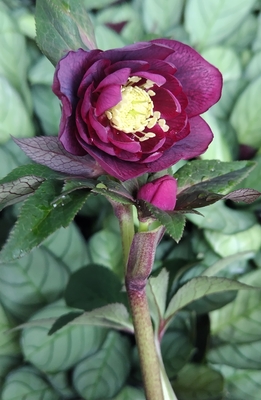 小輪系レッドオーレア血統dd【Hi143】