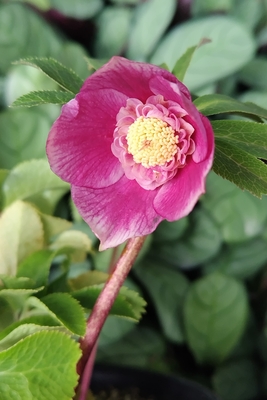 広瀬園芸さんのクリスマスローズ | グリーンホビー